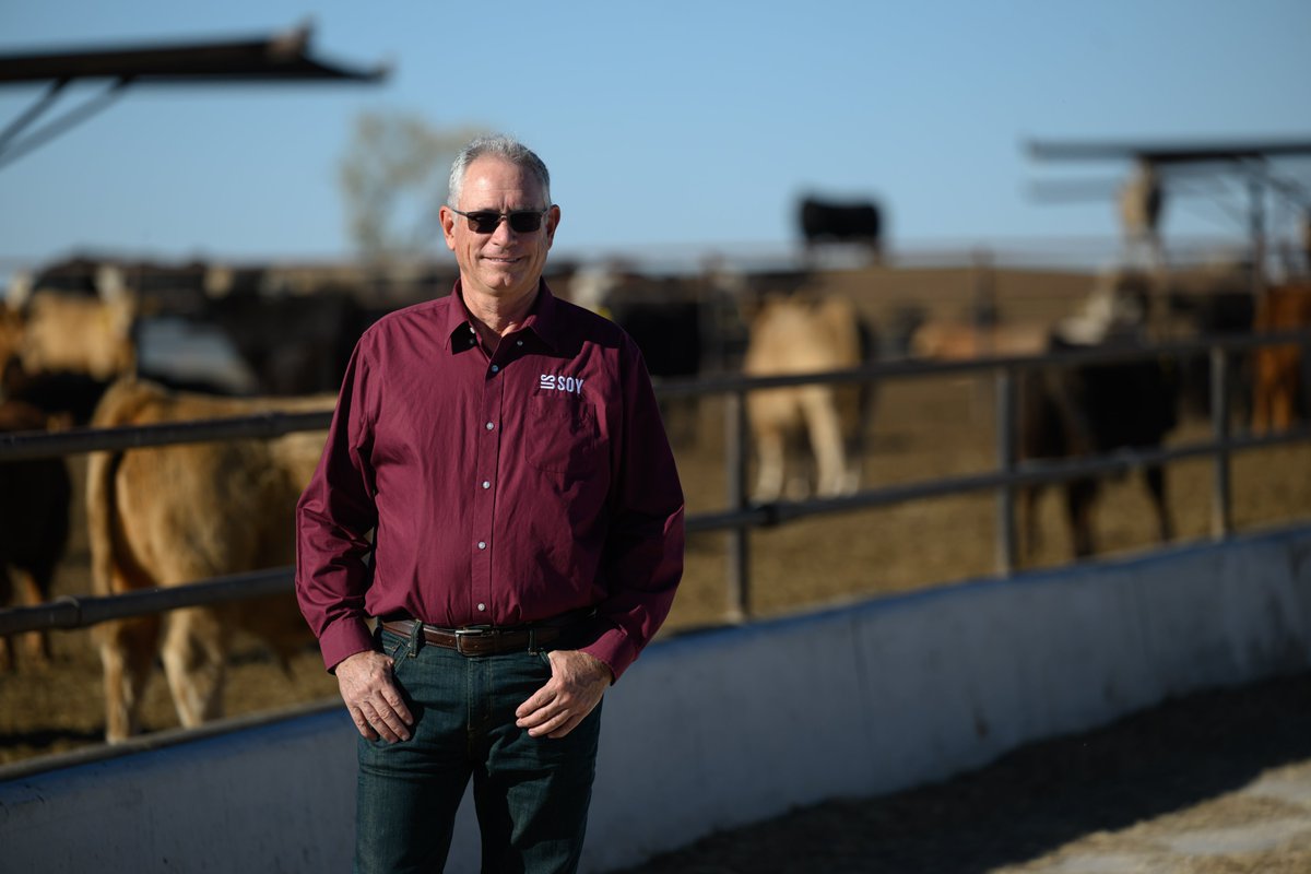 KsSoybean's tweet image. Beef cattle consume more than 971,000 tons of soybean meal each year as part of their ration for essential nutrients.
#beefmonth #kssoybean #eatbeef
📸Photo credits: Joe Murphy, @UnitedSoy