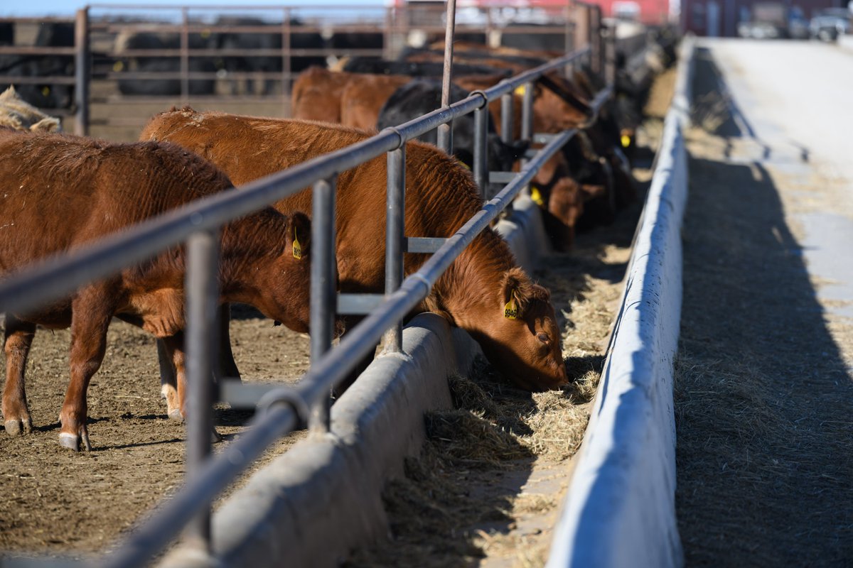 KsSoybean's tweet image. Beef cattle consume more than 971,000 tons of soybean meal each year as part of their ration for essential nutrients.
#beefmonth #kssoybean #eatbeef
📸Photo credits: Joe Murphy, @UnitedSoy