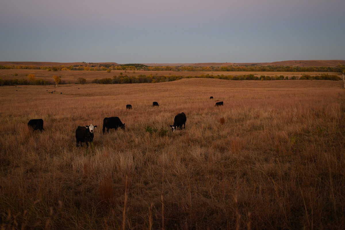KsSoybean's tweet image. Beef cattle consume more than 971,000 tons of soybean meal each year as part of their ration for essential nutrients.
#beefmonth #kssoybean #eatbeef
📸Photo credits: Joe Murphy, @UnitedSoy