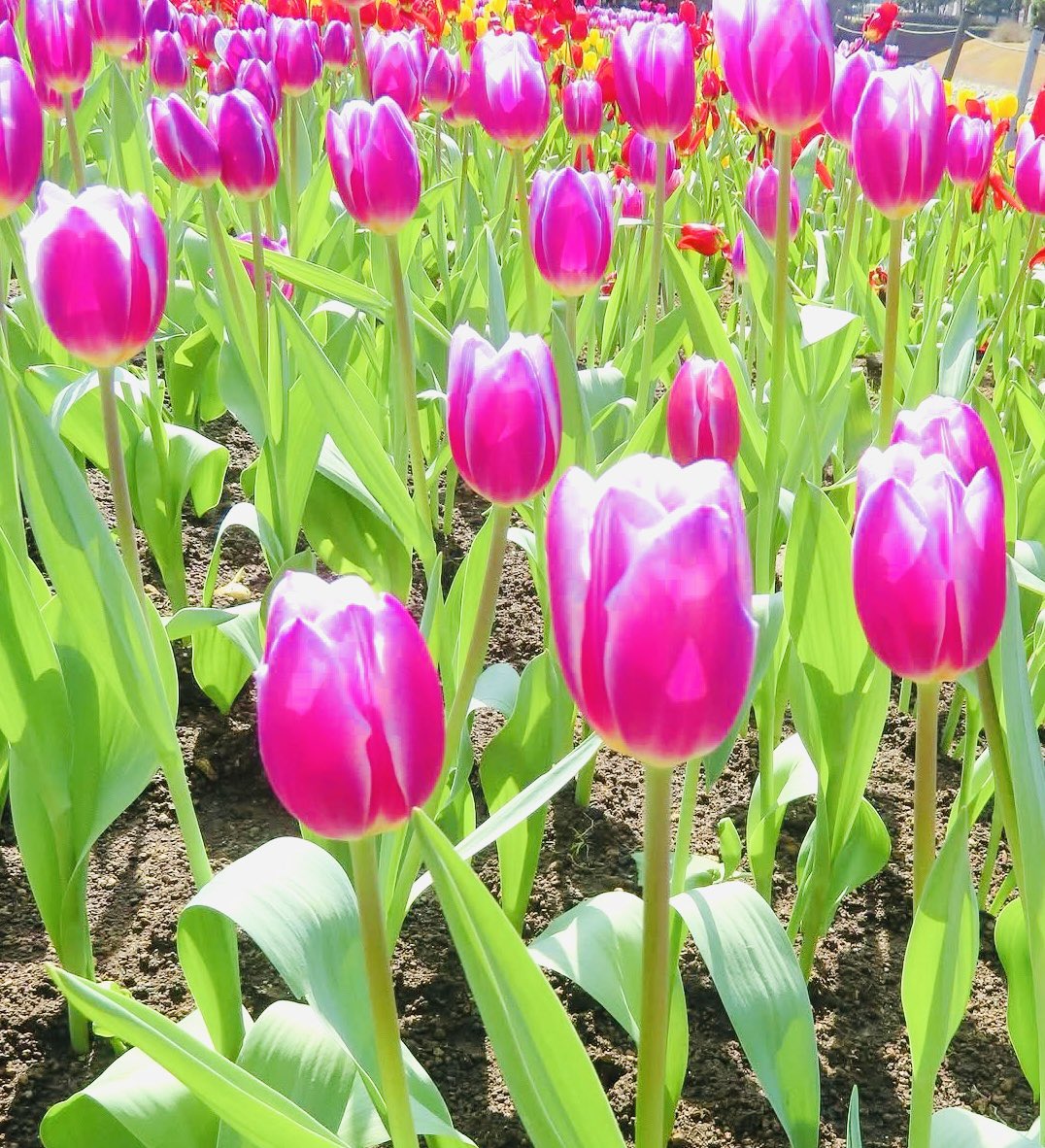 日曜はカラフル!!! 20 05 17