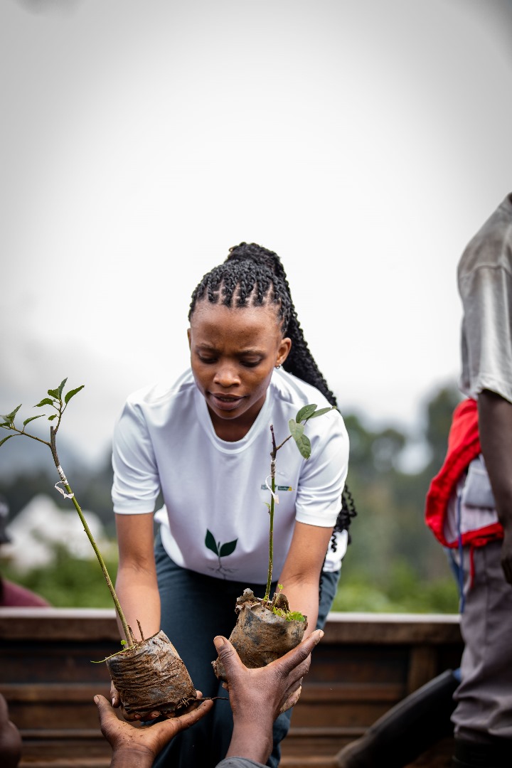 UmwariFelicia's tweet image. I held hope in my hands😊 not just seedlings, but future fruit, shade and stories.
 
Proud to stand with @ISAROEconext and @yuhi_tech as we planted 1,500 avocado trees in Mudende, a sector in @RubavuDistrict

Climate action begins here. 💚 #TreeByTree