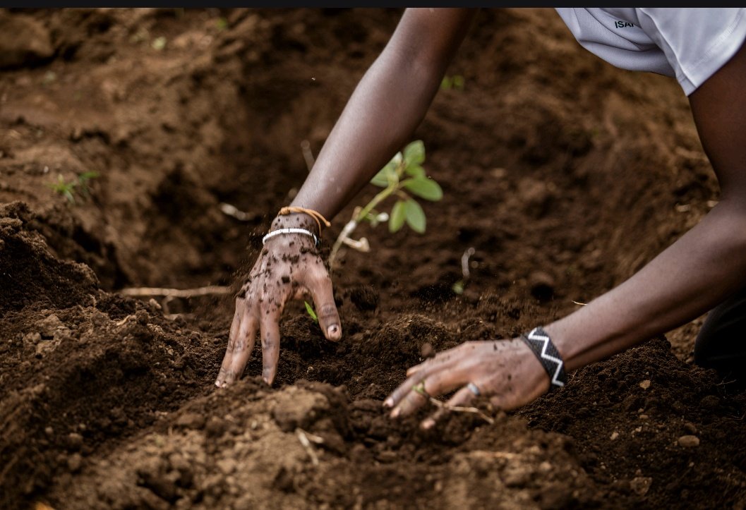 UmwariFelicia's tweet image. I held hope in my hands😊 not just seedlings, but future fruit, shade and stories.
 
Proud to stand with @ISAROEconext and @yuhi_tech as we planted 1,500 avocado trees in Mudende, a sector in @RubavuDistrict

Climate action begins here. 💚 #TreeByTree