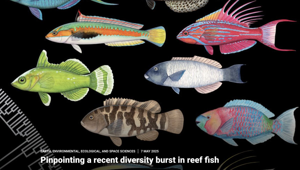 Chase Brownstein (@chasebrownstein) on Twitter photo 1/12 🚨🚨🚨 New paper in <a href="/ScienceMagazine/">Science Magazine</a> <a href="/ScienceAdvances/">Science Advances</a>! We demonstrate the hidden, recent origins of reef fish diversity in the Miocene by leveraging genome-wide data to reveal the evolutionary history of wrasses, parrotfishes, and relatives! #science
science.org/doi/10.1126/sc… 1/12 🚨🚨🚨 New paper in <a href="/ScienceMagazine/">Science Magazine</a> <a href="/ScienceAdvances/">Science Advances</a>! We demonstrate the hidden, recent origins of reef fish diversity in the Miocene by leveraging genome-wide data to reveal the evolutionary history of wrasses, parrotfishes, and relatives! #science
science.org/doi/10.1126/sc…