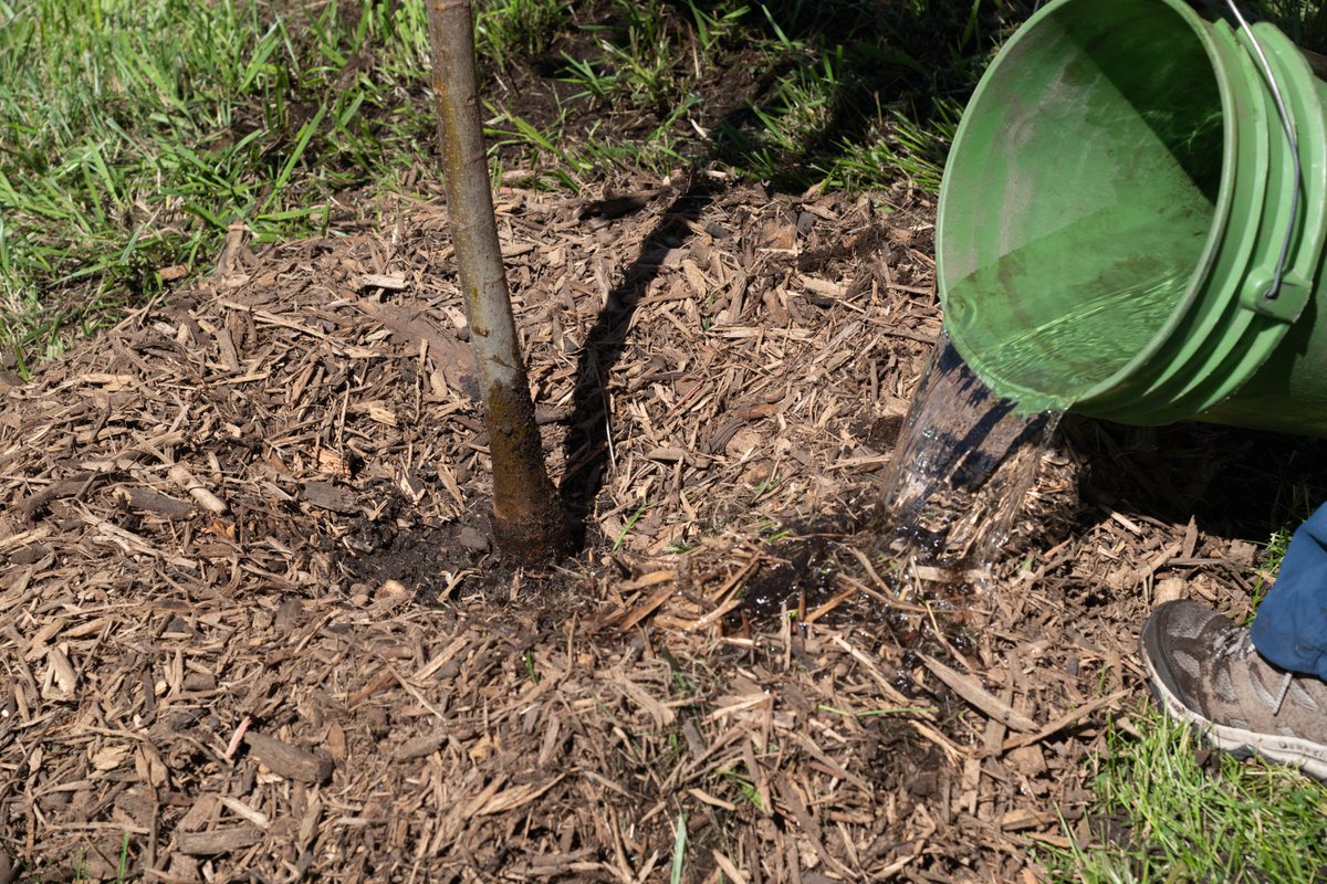 Minnesota Forestry tweet media