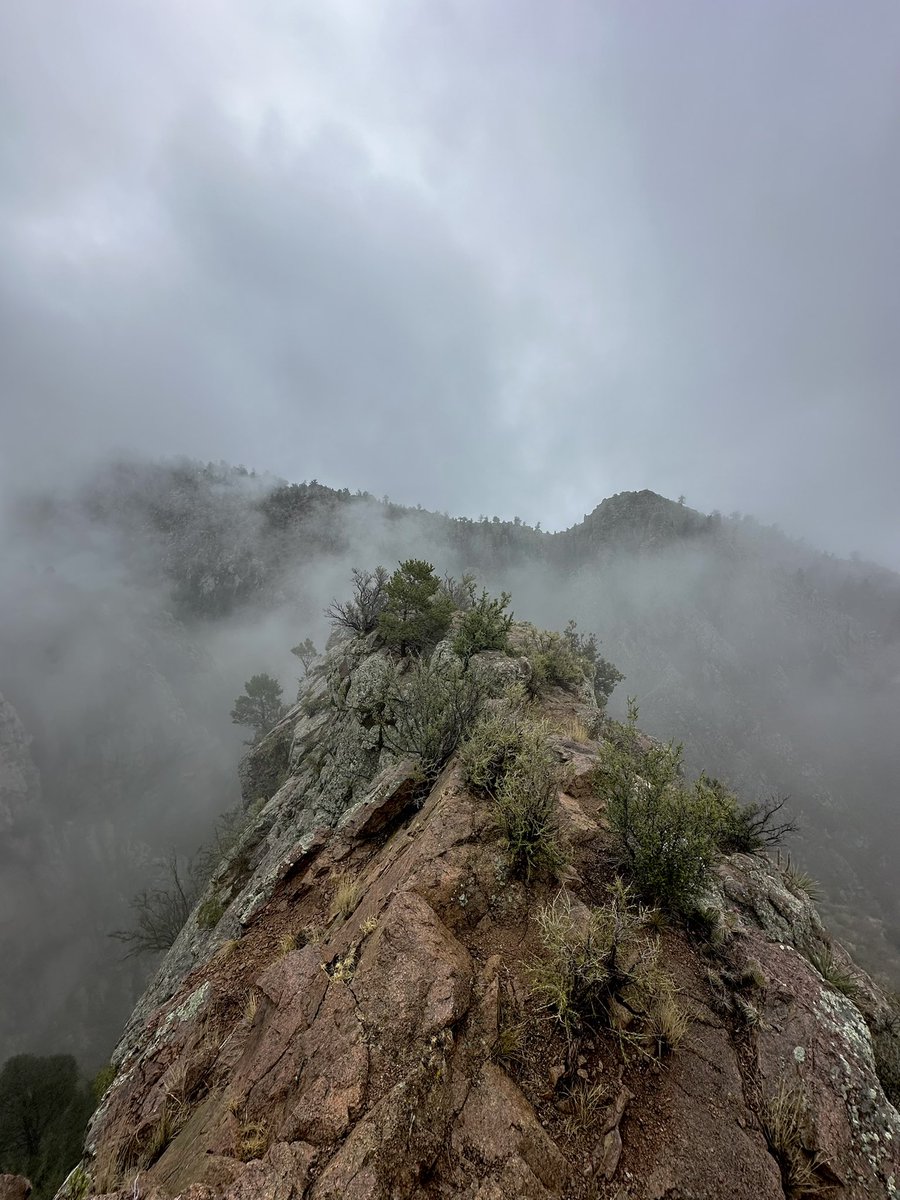 granttosterudwx's tweet photo. Serene scenes from a socked in Sandias this morning. 

It’s rare to get days like today where you can hike up into the clouds. I could have stayed up there all day. #NMwx https://t.co/ETKyo7qmoZ