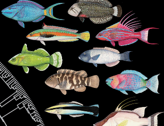 Thomas Near (@tjnear) on Twitter photo New from the Near Lab, a super collaboration led by <a href="/ChaseBrownstein/">Chase Brownstein</a>
Phylogenomics and evolutionary history of the iconic reef fish clade wrasses and parrotfishes (Labridae)
science.org/doi/10.1126/sc… New from the Near Lab, a super collaboration led by <a href="/ChaseBrownstein/">Chase Brownstein</a>
Phylogenomics and evolutionary history of the iconic reef fish clade wrasses and parrotfishes (Labridae)
science.org/doi/10.1126/sc…