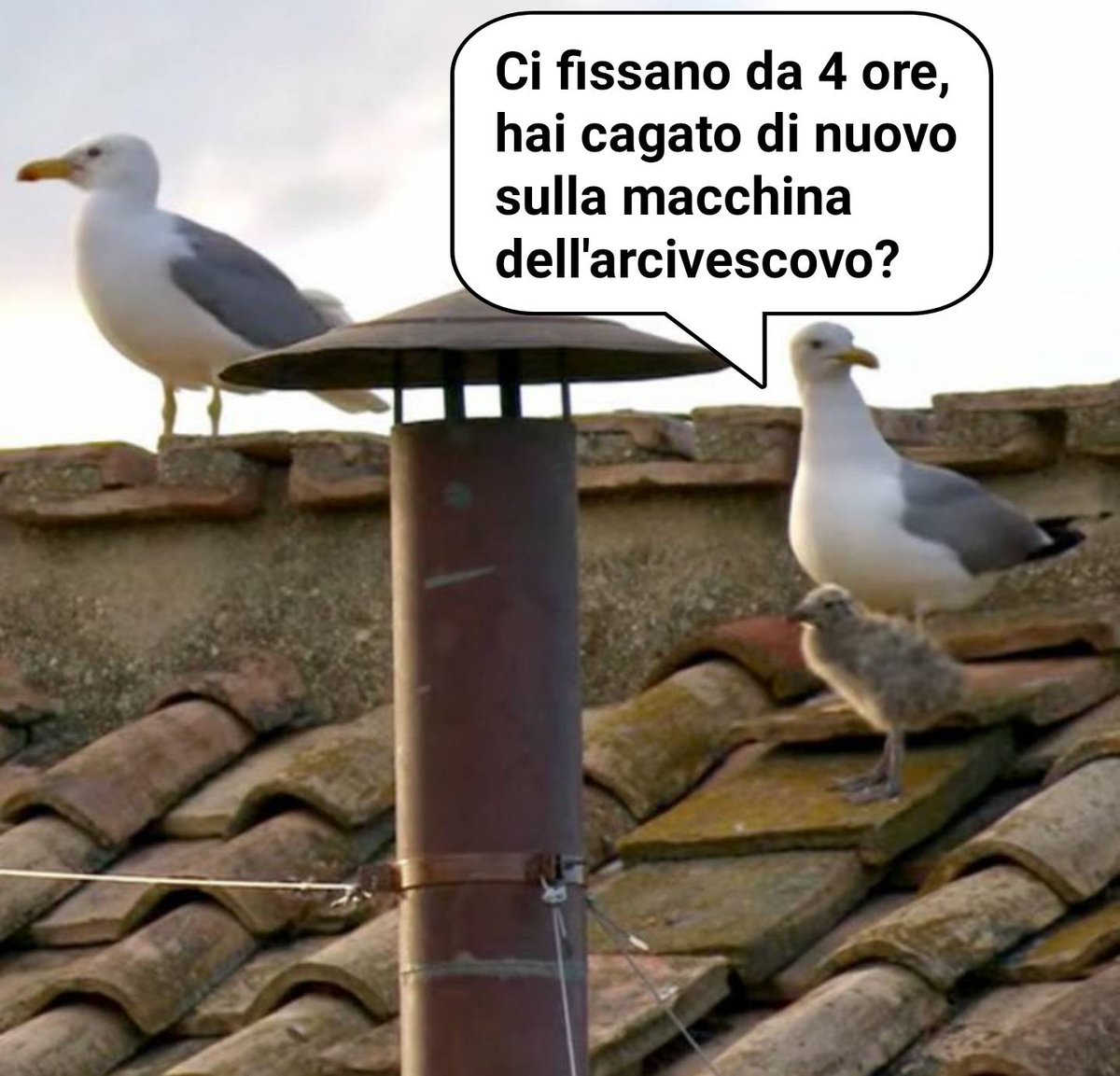 #gabbiani #fumata #conclave