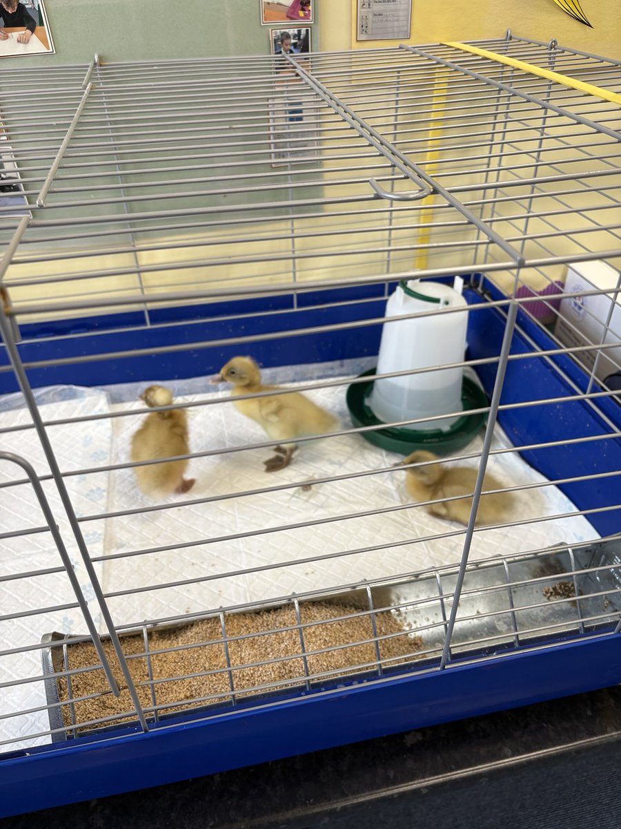 Acorn SEND (@acornsend) on Twitter photo Check out <a href="/acornedtrust/">Acorn Education Trust</a> Link 2 nurture base’s latest residents!! The children have helped to monitor and observe these little ducklings before they even hatched. The ducklings had their first swimming lessons today too! Check out <a href="/acornedtrust/">Acorn Education Trust</a> Link 2 nurture base’s latest residents!! The children have helped to monitor and observe these little ducklings before they even hatched. The ducklings had their first swimming lessons today too!