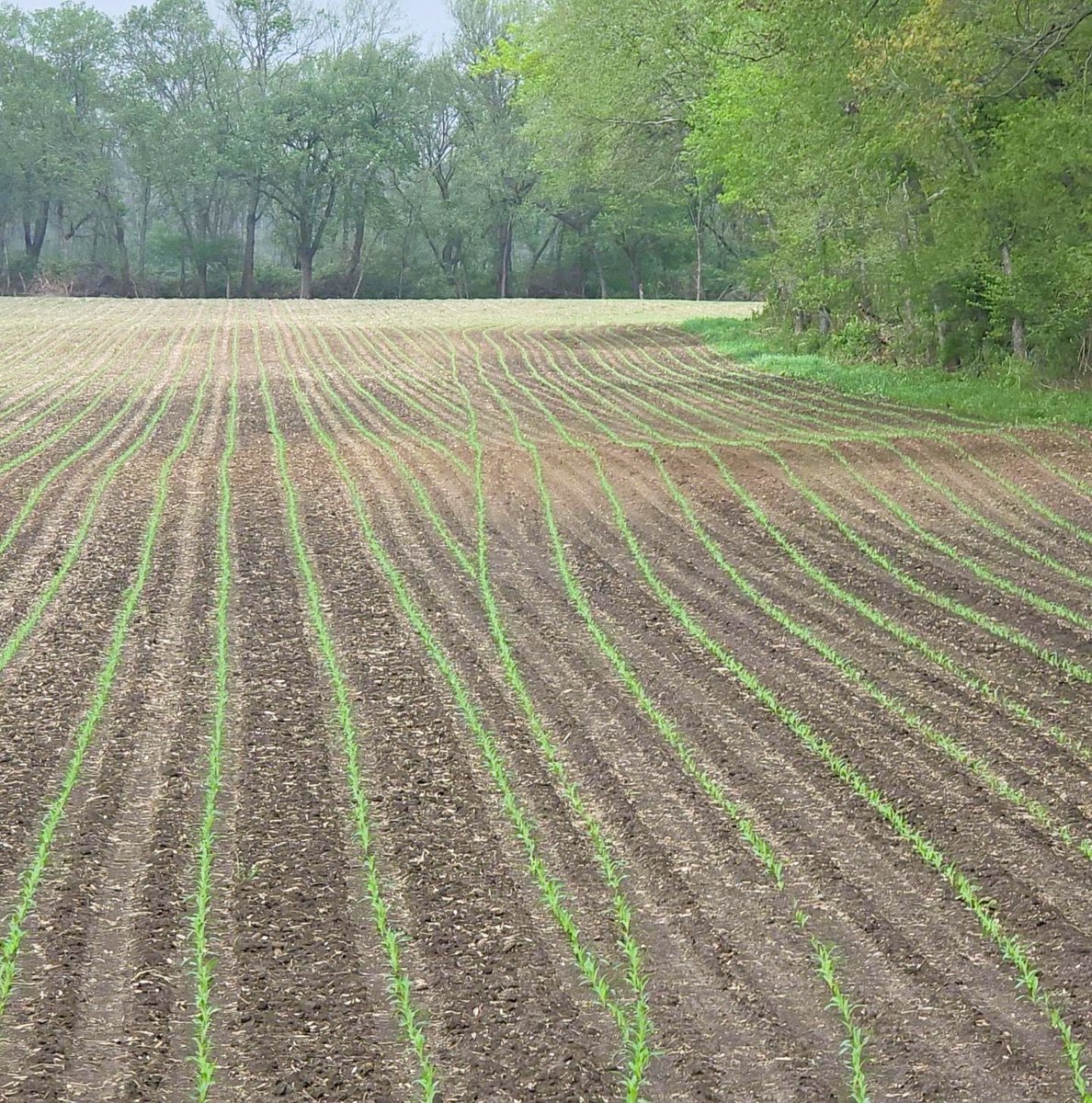 ModernAg Inc 🛰 (@modernag_ps) on Twitter photo Right on the money! Corn planted with <a href="/PrecisionPlant/">Precision Planting</a> vDrive individual row shutoff looking good! #saveseed #increaseyield #plant25 Right on the money! Corn planted with <a href="/PrecisionPlant/">Precision Planting</a> vDrive individual row shutoff looking good! #saveseed #increaseyield #plant25