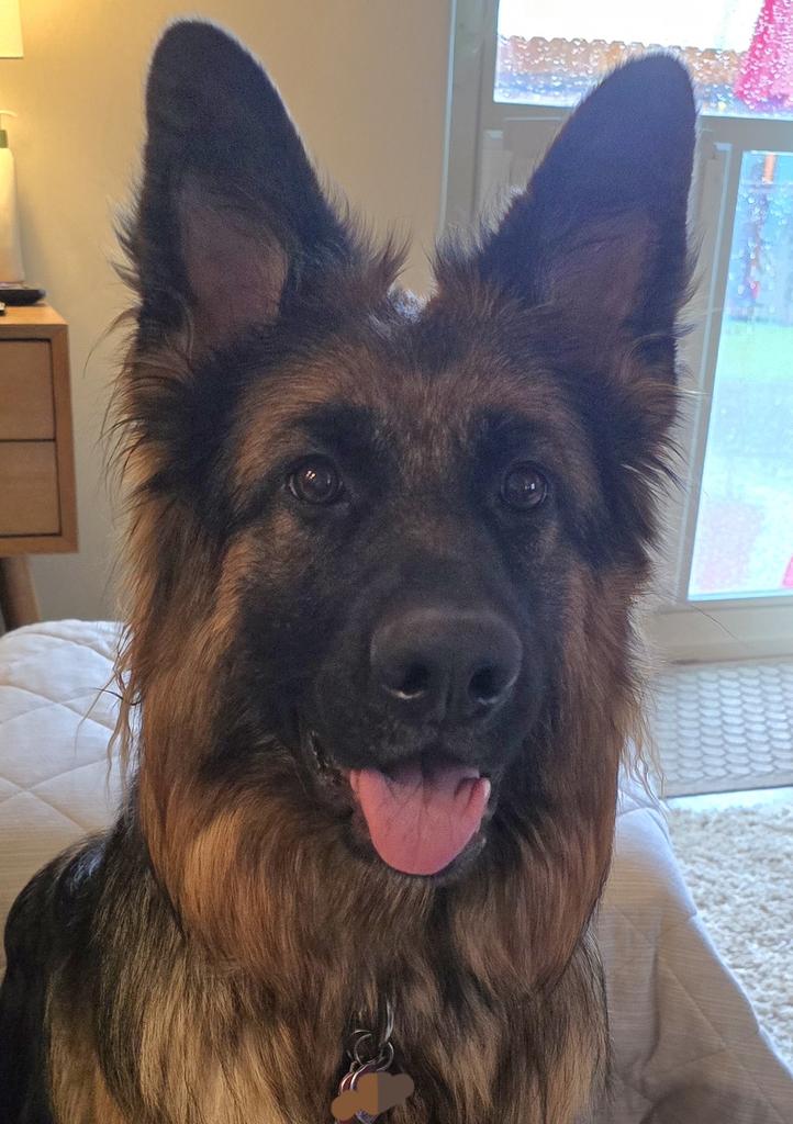 Piper THE Therapy Dog tweet media