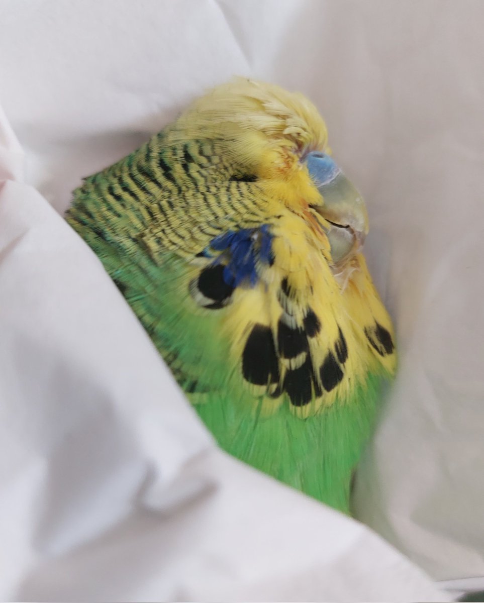 Frosty🎃 tweet media