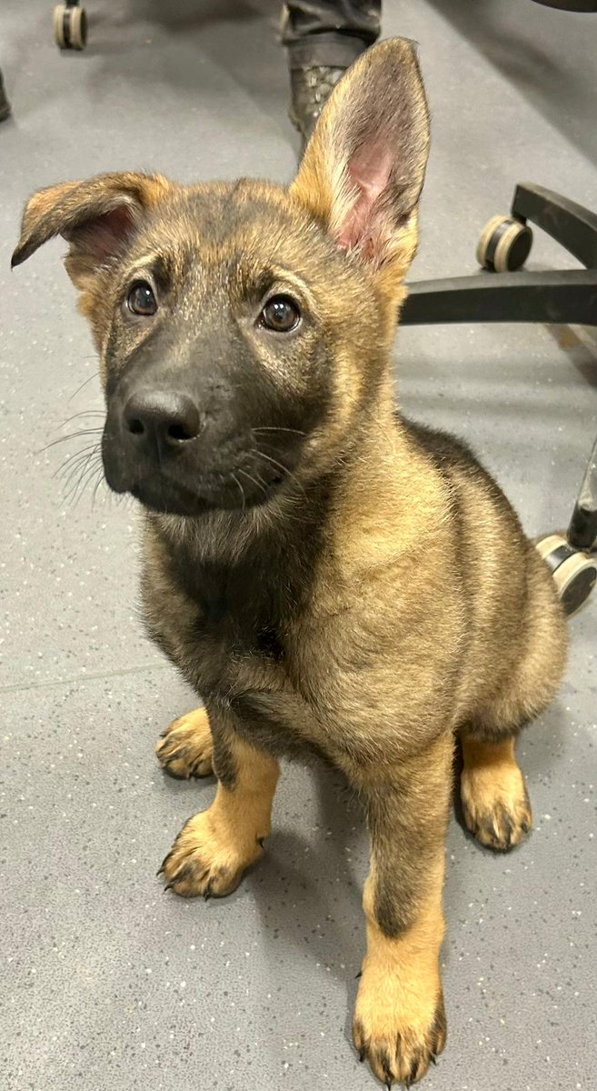 Congratulations all round in Aberdeen! 2 new dog teams hit the ground tomorrow as we see #PDAbbi &amp; #PDRaid start to trace missing people (&amp; naughty folk). Both teams were licenced today &amp; the handlers should rightly be proud of all their hard work &amp; dogs👏

#SteakTonight
#Pawsome