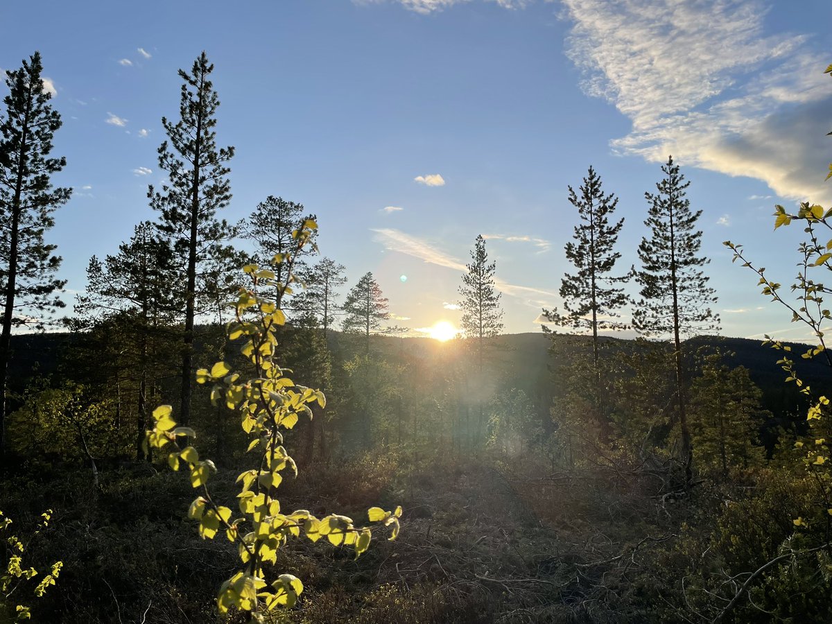 Green leaves and sunset😊💕Enjoy