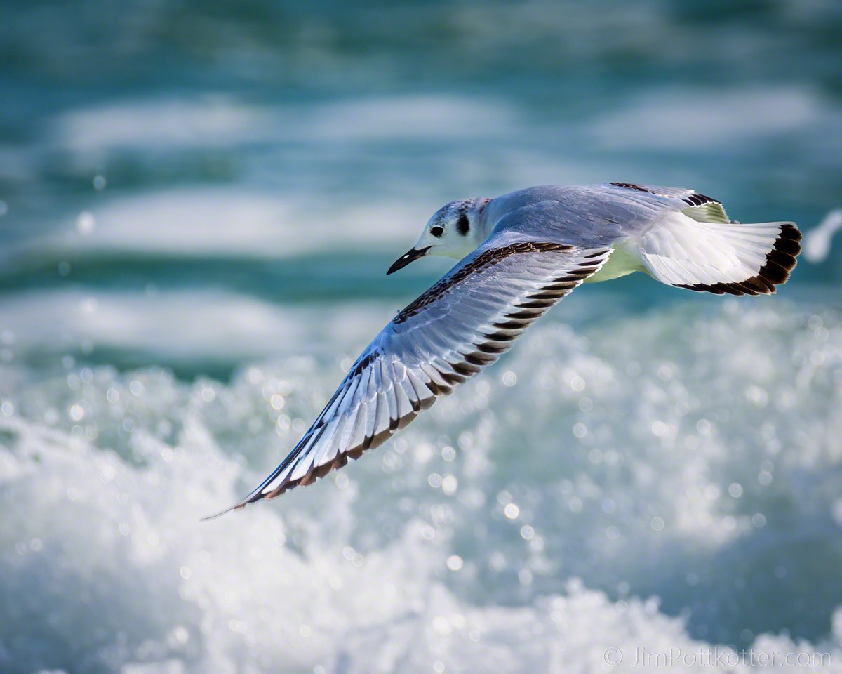 HappyPixr's tweet image. The peaceful glide of this Bonaparte's Gull starkly contrasted with the roiling water beneath. The energy was palpable in person, with more waves in the background ready to crash ashore. #birds #nature #GulfOfMexicoAmericaWhatever