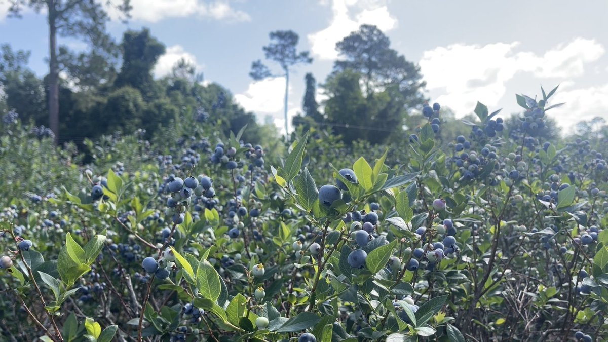 Soon-to-be PhD student Arden Lambert has just wrapped up a busy field season working with spotted wing drosophila in blueberries. Her work focused on testing innovative, sustainable strategies to manage this invasive pest and support healthier crops for growers.