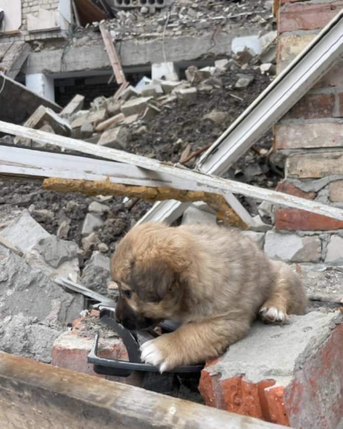 Veterinarians Without Borders tweet media