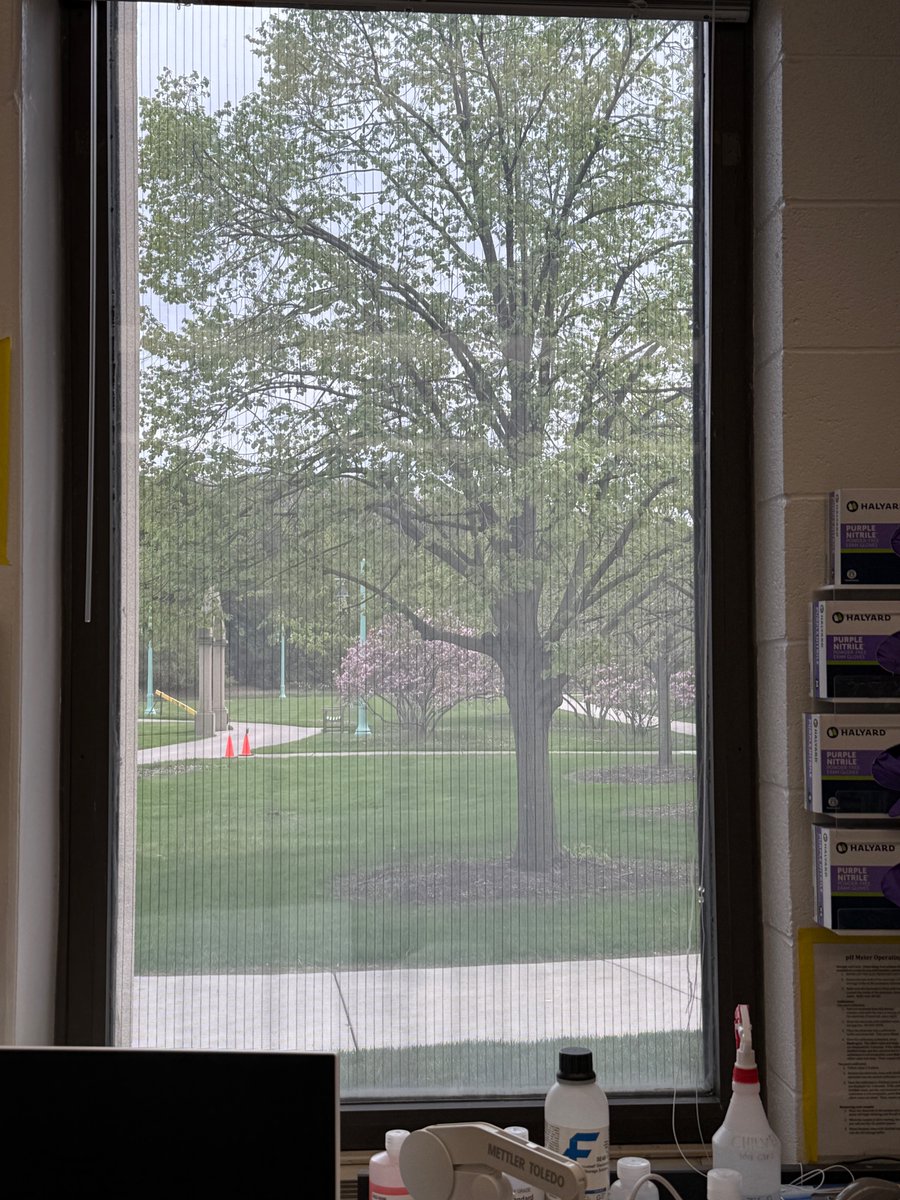 After 6–7 years in a basement lab, I’m still amazed by having windows and a view in my curent lab. You don’t know what you’ve got till it’s gone or till you get it back. An office with a view feels like a luxury. Eastern redbud takes me right back to spring in eastern Tennessee!