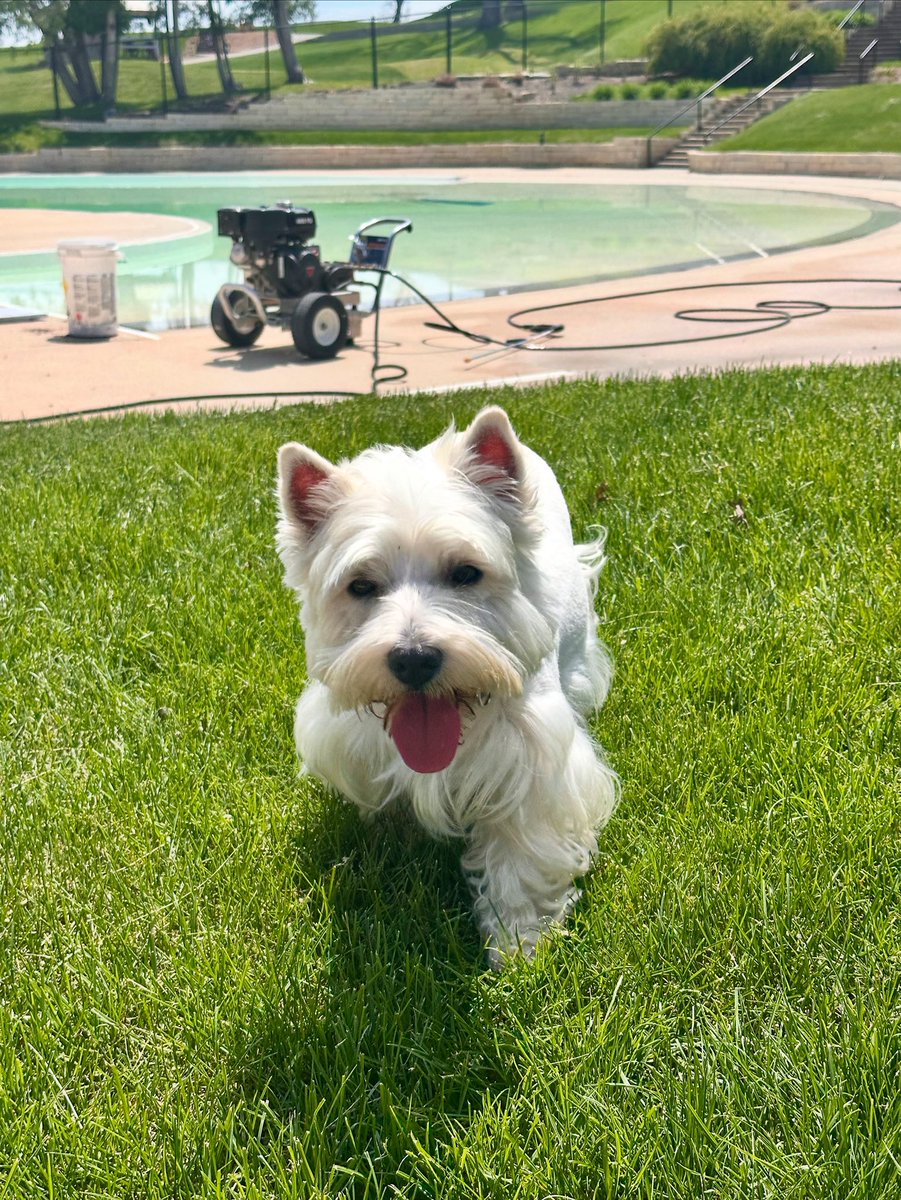 CR Country Club (@thecrcc) on Twitter photo Sometimes <a href="/djhaggs/">Jeremy Hagerman</a> brings Poppy to work so she can help him get the pool ready. The countdown to pool season is on! We officially open Saturday, May 24!! ☀️☀️ Sometimes <a href="/djhaggs/">Jeremy Hagerman</a> brings Poppy to work so she can help him get the pool ready. The countdown to pool season is on! We officially open Saturday, May 24!! ☀️☀️