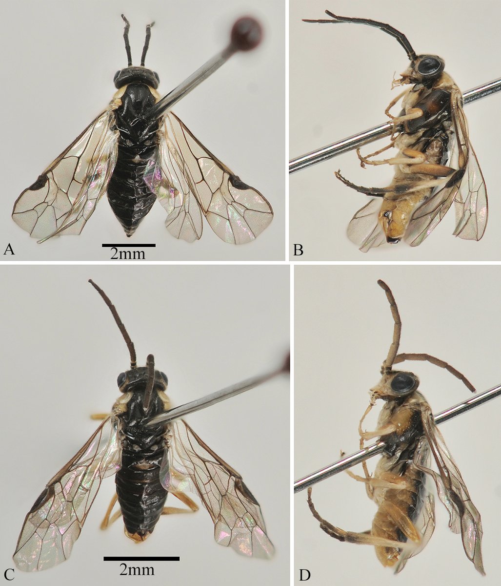 A new species of Pristiphora Latreille (Hymenoptera, Tenthredinidae), a defoliator of Picea meyeri in China

Journal of Hymenoptera Research
Save PDF👉jhr.pensoft.net/article/152315…

Fig. 1. Whole body of P. brevitheca sp. nov.
