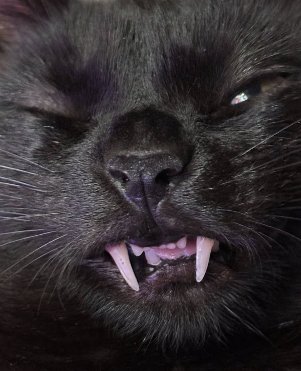 Black cats are not bad luck (@visualscat) on Twitter photo 
