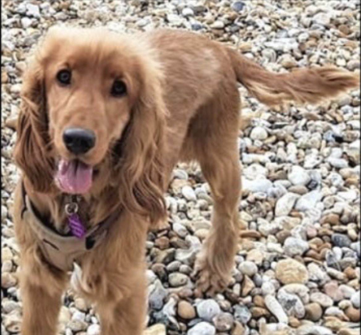 #SpanielHour 

Will NEVER stop asking questions about BENJI 
He was attacked by #DogWalkers dogs along with his friend who was badly injured but home
The “walkers” “said” BENJI ran off 
NEVER FOUND what happened
#GrangewoodPark #Selhurst #CROYDON 30/8/22 
doglost.co.uk/dog-blog.php?d…