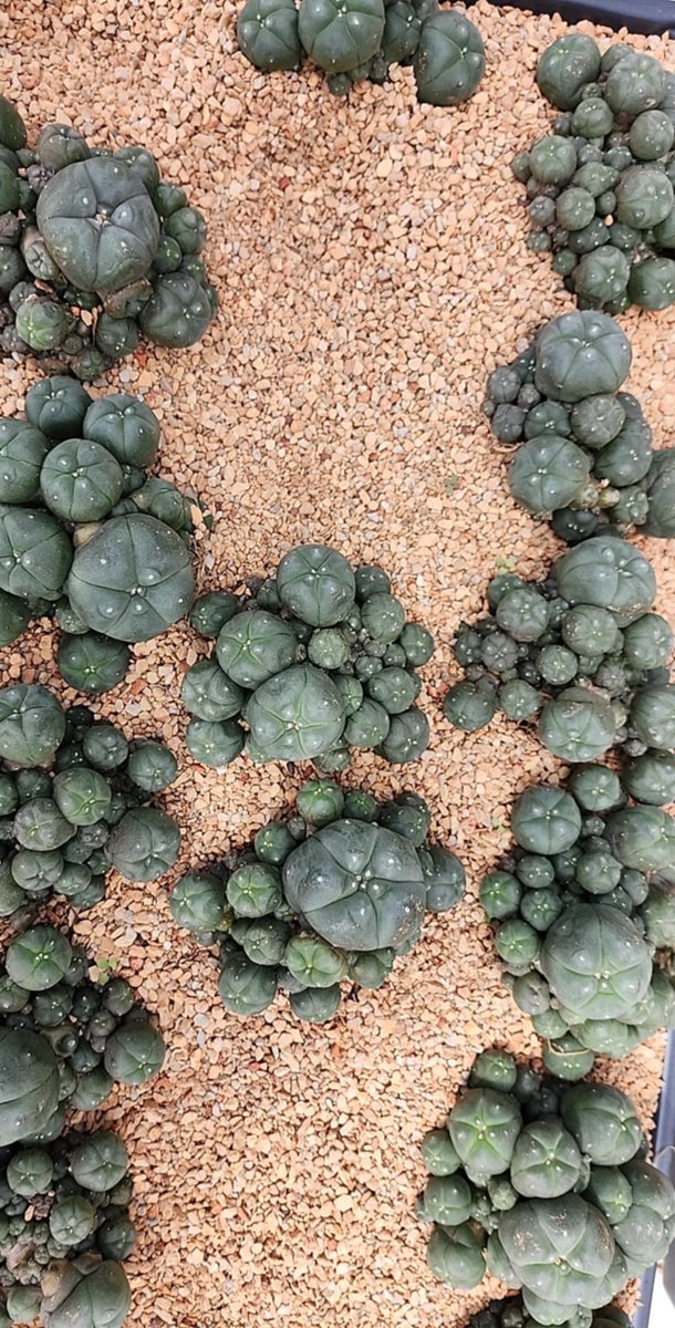 Lophopharia Ceasposita 70$ shipped !