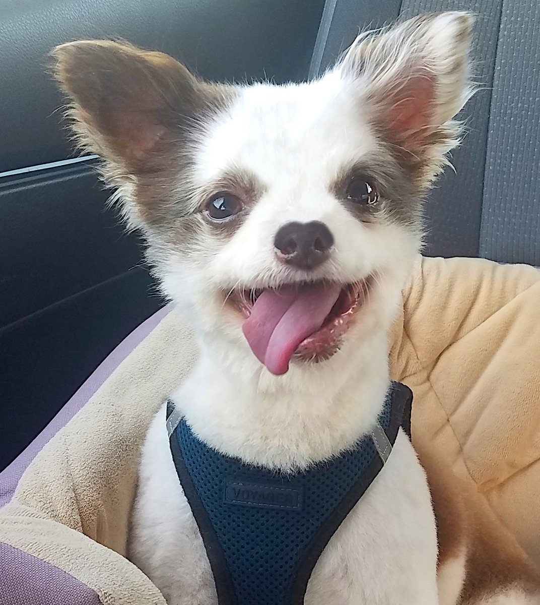 🚗Backseat PUPDATE!🚚
We ZOOMed to CT for Mama to sign papers &amp; pay 💰💰💰 for our New Apartment!🎉
Back to PA for a Uhaul move &amp; hiring muscle men 💪!
We Fankful for Sammiches &amp; PayPal 🎁 &amp; SO GRATEFUL for ALL yoos support! We wuv yoo TONS!💕
RETWEET 🙏❤🐶
#dogsoftwitter #ZSHQ