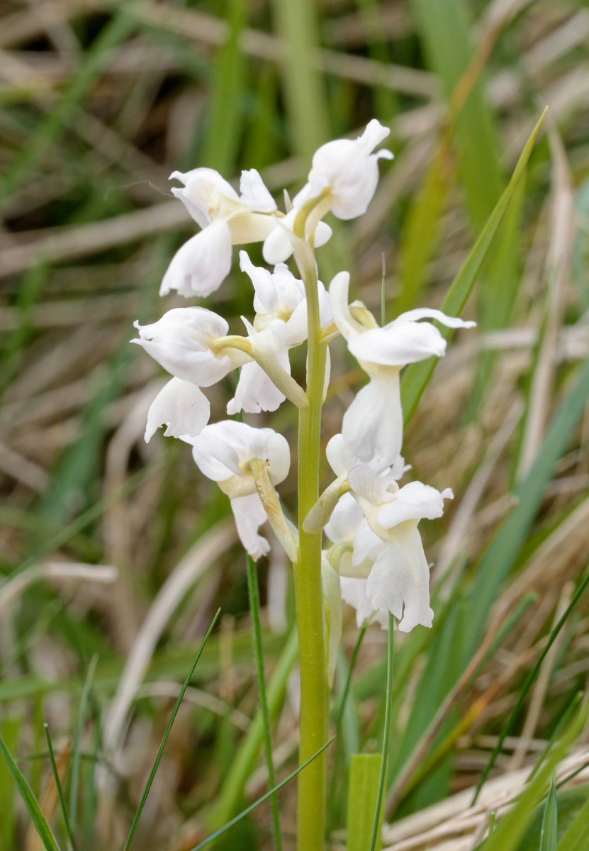 Mark Dowie (@markdowie) on Twitter photo And like searching for hidden treasure, a few golden nuggets to be found, the pure white form Early Purple Orchid - a dozen such plants hidden away in plain sight, and stunning when viewed up close. Cleeve #GlosOrchids <a href="/BSBIbotany/">BSBI: Botanical Society of Britain & Ireland</a> <a href="/ukorchids/">Wild Orchids UK & Ireland</a> #wildflowerhour And like searching for hidden treasure, a few golden nuggets to be found, the pure white form Early Purple Orchid - a dozen such plants hidden away in plain sight, and stunning when viewed up close. Cleeve #GlosOrchids <a href="/BSBIbotany/">BSBI: Botanical Society of Britain & Ireland</a> <a href="/ukorchids/">Wild Orchids UK & Ireland</a> #wildflowerhour