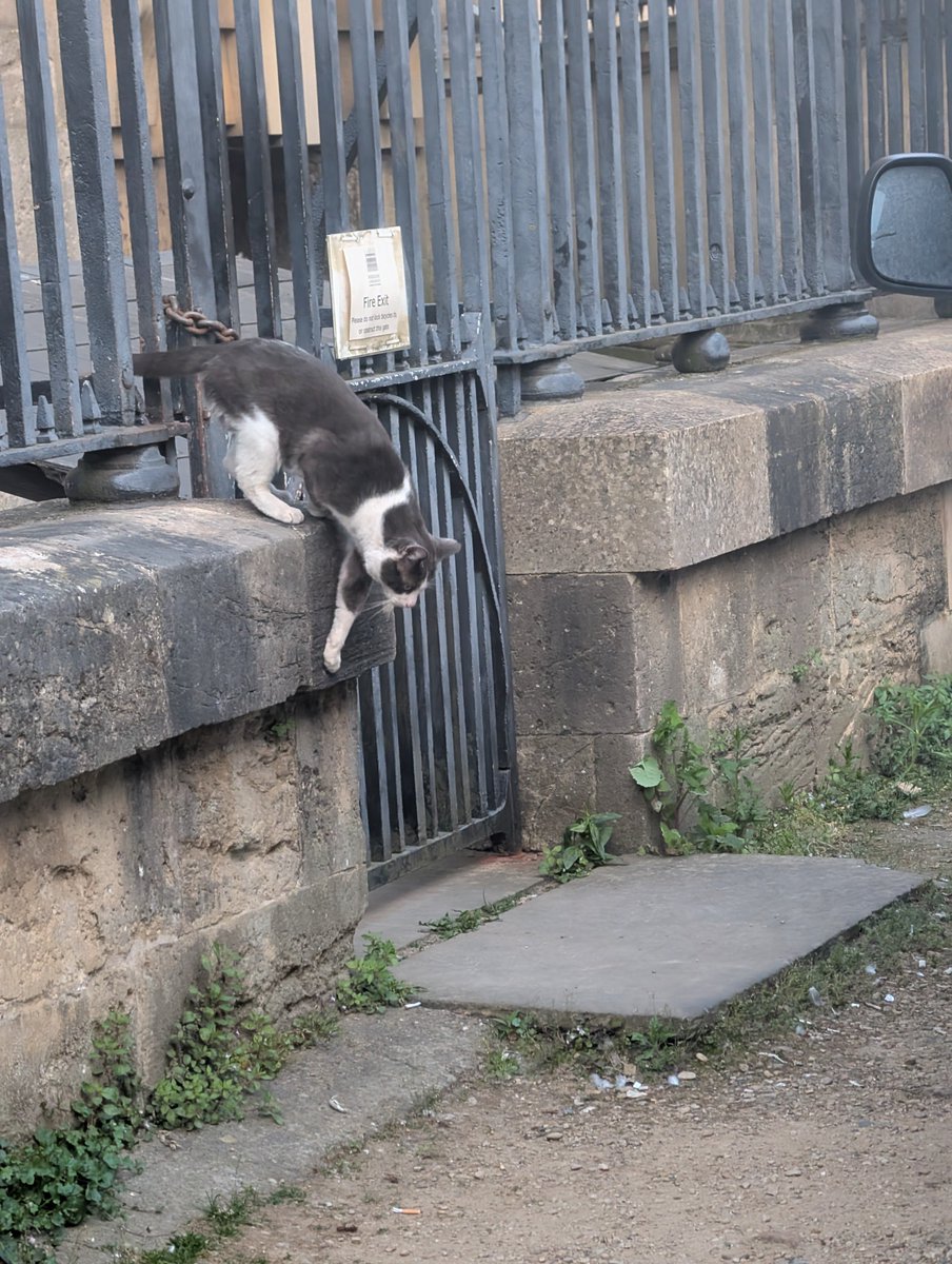 The Sheldonian appears to have acquired a cat. Not sure if he's the little guy from Norham Gardens in which case he's a bit lost...