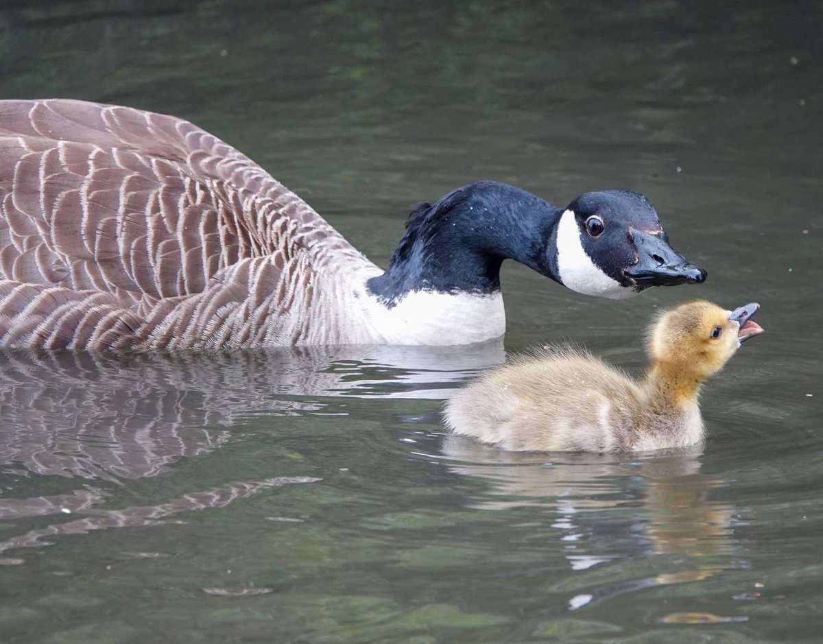 Sam Parish tweet media