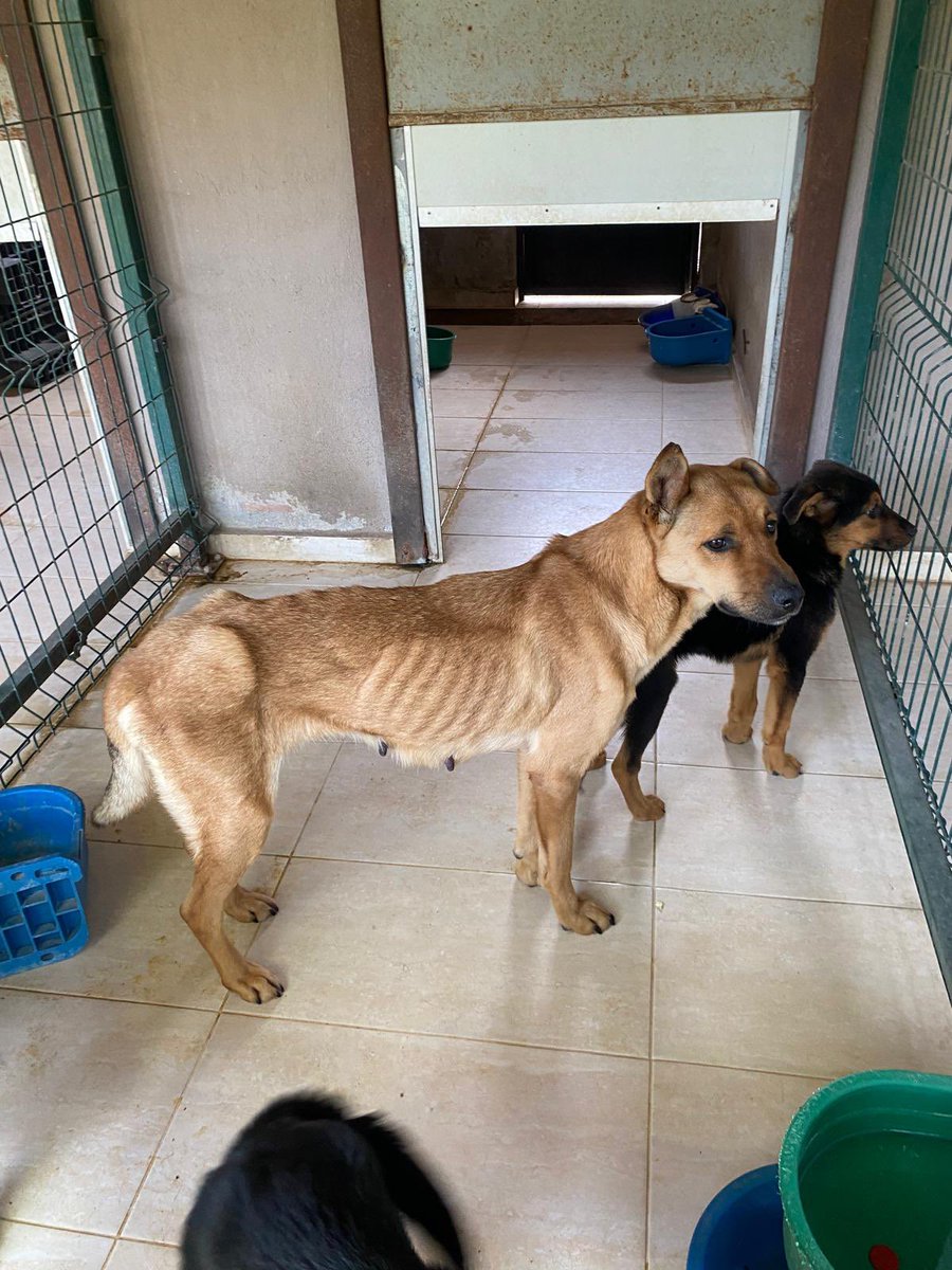 bugünk barınak ziyareti 
tüm köpekler bu haldeler. 
bugün anayasa mahkemesi bunu onadı. 
bu köpeği barınaktan kurtarcak birini arıyorum 
en fazla 1 hafta sonra ölür burda