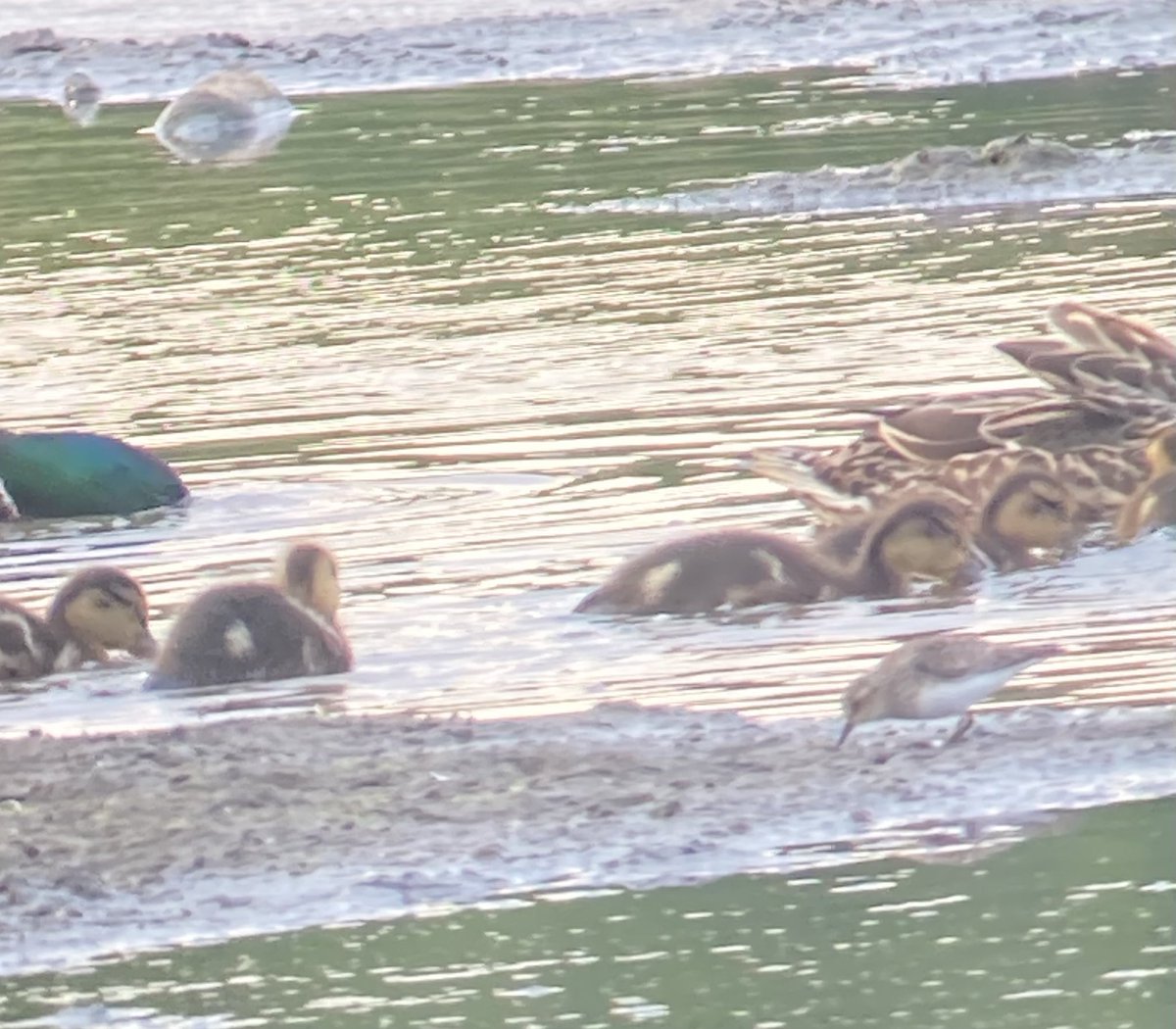 Sean O'Hara (@seanoha19117792) on Twitter photo Hale……pizza with the grandkids in Liverpool this afternoon, so stopped off at Hale on the way home.
Temminck’s Stint another great find by <a href="/daveliverbirder/">Dave Craven</a> at Carr Lane Pools. Hale……pizza with the grandkids in Liverpool this afternoon, so stopped off at Hale on the way home.
Temminck’s Stint another great find by <a href="/daveliverbirder/">Dave Craven</a> at Carr Lane Pools.