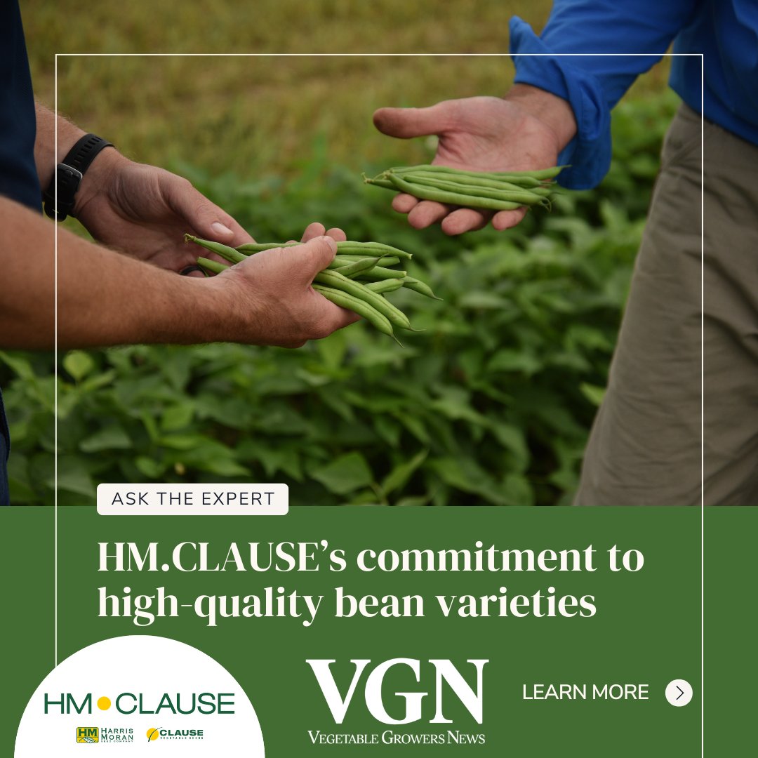 (Sponsored) As demand for high-quality fresh market and processing beans grows, seed selection is more critical than ever. Experts from HM.CLAUSE share insights on top-performing varieties, breeding priorities and key market challenges
vegetablegrowersnews.com/article/hm-cla…