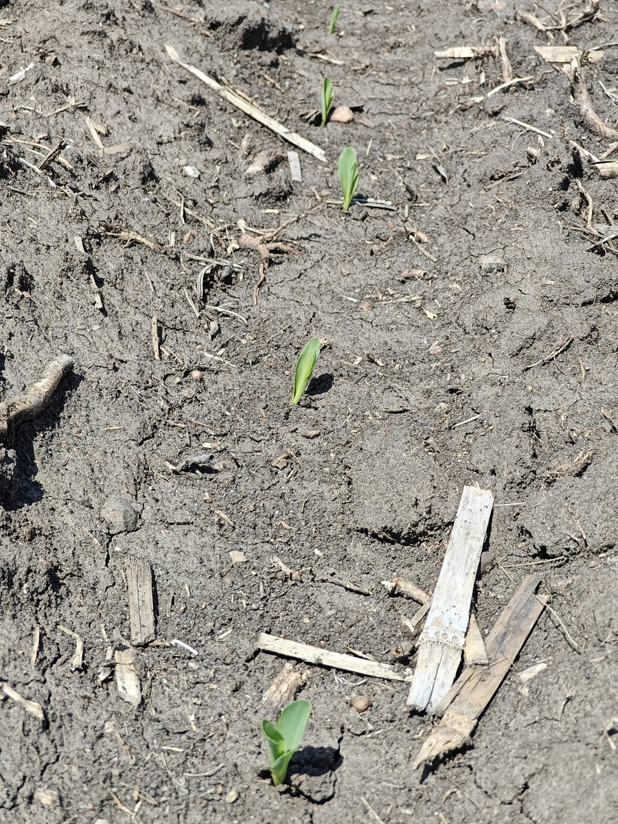 We have liftoff, #grow25 #corn