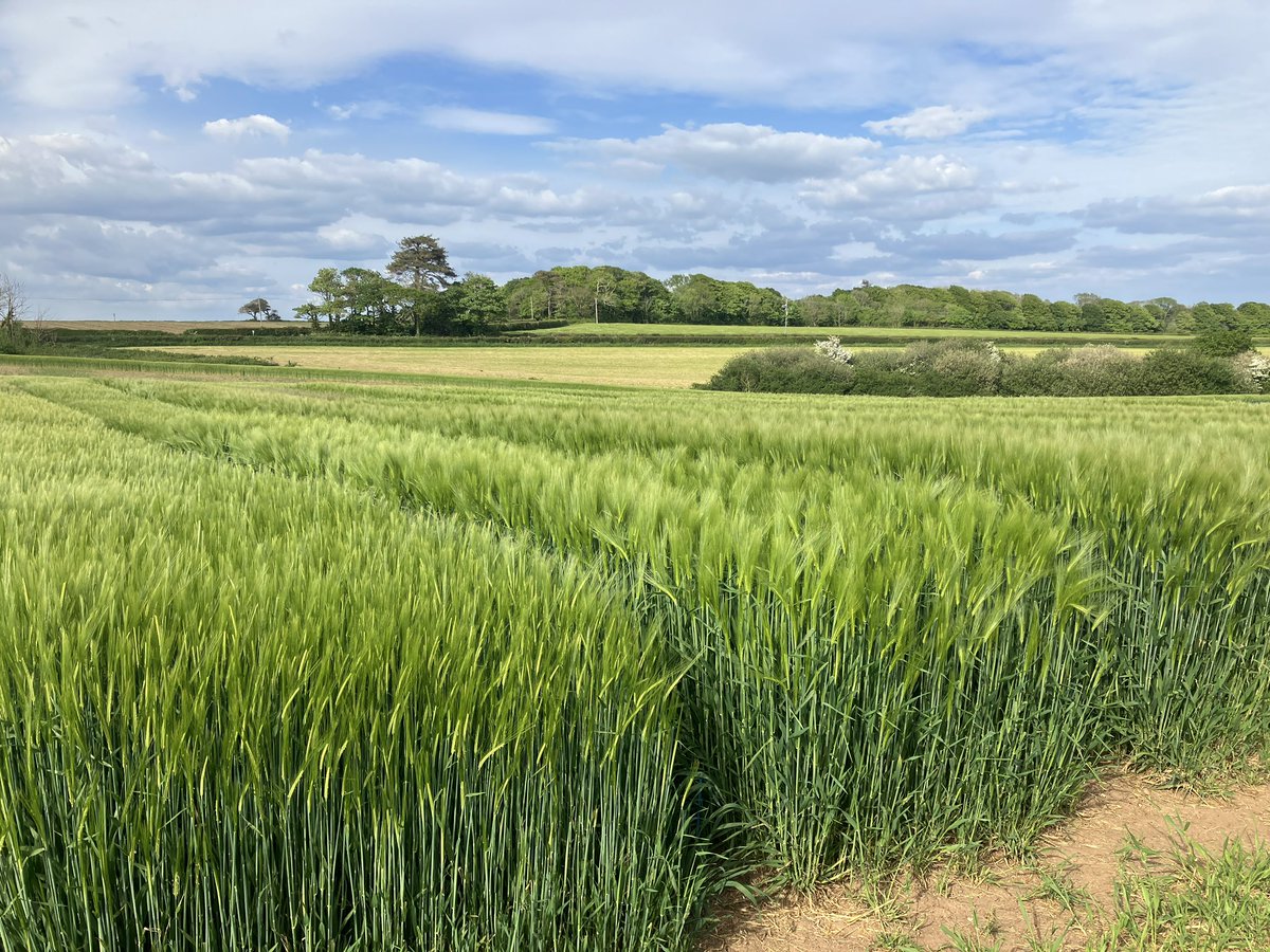 Colin Patrick tweet media