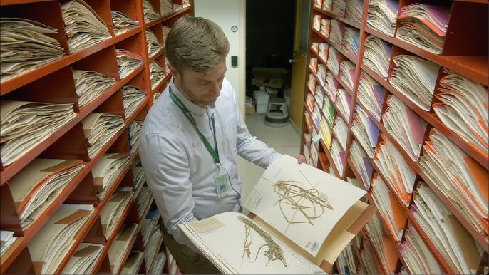 Living Earth Collaborative (@lecbiodiversity) on Twitter photo WashU's Department of Statistics & Data Science and LEC recently hosted experts from <a href="/mobotgarden/">MO Botanical Garden</a> to discuss the Revolutionizing Species Identification project: digitizing 8 million herbarium specimens for cutting-edge biodiversity research.
Learn more: sds.wustl.edu/node/13366 WashU's Department of Statistics & Data Science and LEC recently hosted experts from <a href="/mobotgarden/">MO Botanical Garden</a> to discuss the Revolutionizing Species Identification project: digitizing 8 million herbarium specimens for cutting-edge biodiversity research.
Learn more: sds.wustl.edu/node/13366