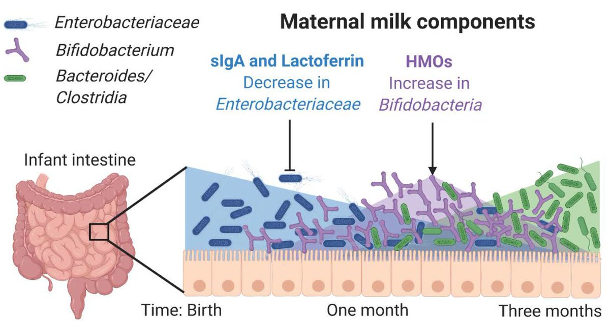 There are more immune cells in your baby’s gut than in their bloodstream..

Approximately 70-80% of our immune cells are located in the gut, specifically within the epithelium (the inside lining of the intestines).

This makes the gut your baby's largest and most important