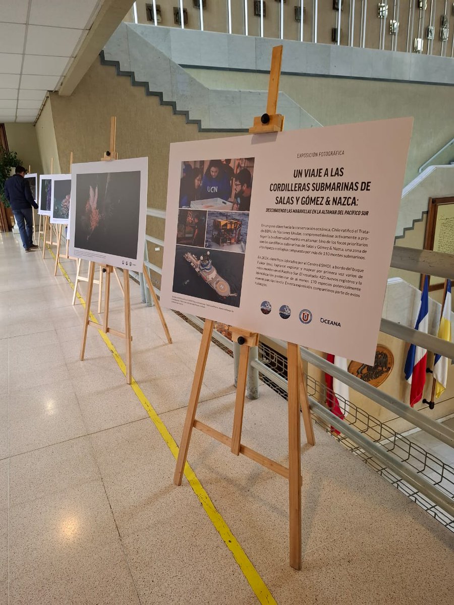 Oceana en Chile (@oceanachile) on Twitter photo AHORA | Inauguramos la exposición “Un viaje a las cordilleras submarinas de Salas y Gómez & Nazca” en el Congreso Nacional <a href="/Senado_Chile/">Senado Chile</a>, Valparaíso. Junto a científicas y científicos del <a href="/esmoi_ucn/">ESMOI</a>, además de autoridades, destacamos la riqueza de estas montañas submarinas y la AHORA | Inauguramos la exposición “Un viaje a las cordilleras submarinas de Salas y Gómez & Nazca” en el Congreso Nacional <a href="/Senado_Chile/">Senado Chile</a>, Valparaíso. Junto a científicas y científicos del <a href="/esmoi_ucn/">ESMOI</a>, además de autoridades, destacamos la riqueza de estas montañas submarinas y la