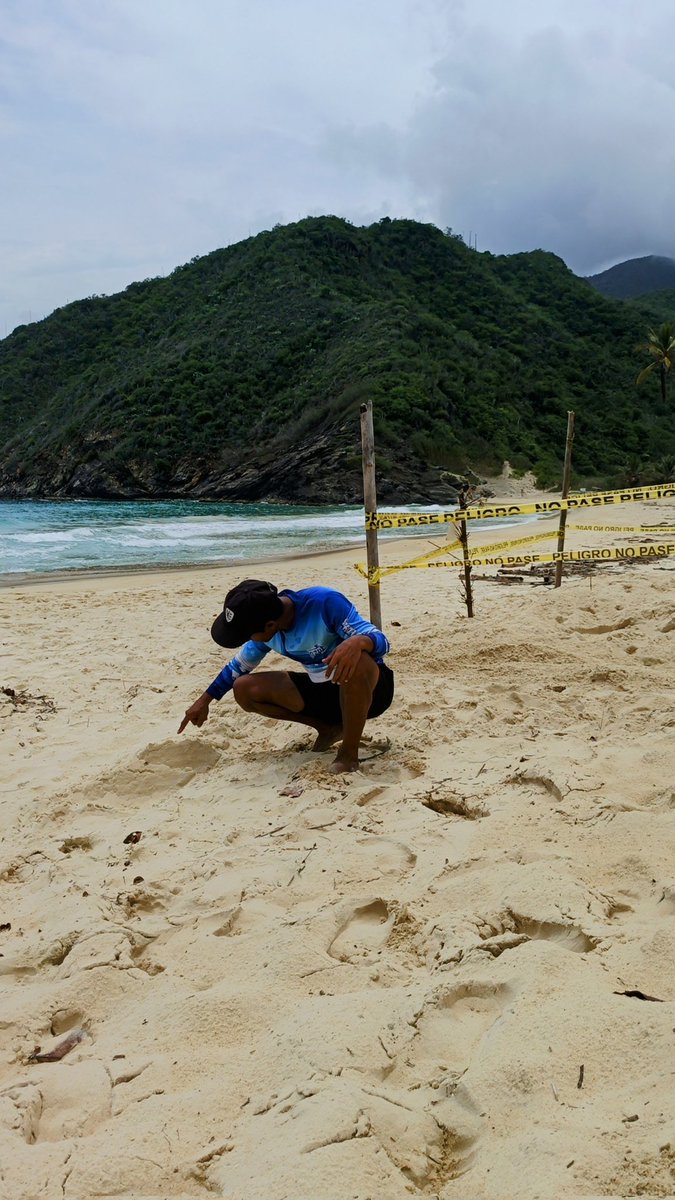 GECarrasquel's tweet photo. INICIA LA TEMPORADA DE DESOVE DE #TORTUGASMARINAS EN #PLAYAGRANDE, #CHORONÍ

Este 07 de mayo 2025 una tortuga marina de la especie Caguama (Caretta caretta) desovó en esta playa. Se realizó el marcaje del nido para su resguardo. https://t.co/eoVbuwkO6U
