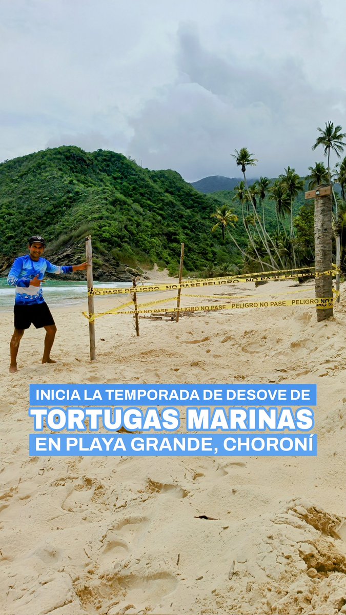 GECarrasquel's tweet photo. INICIA LA TEMPORADA DE DESOVE DE #TORTUGASMARINAS EN #PLAYAGRANDE, #CHORONÍ

Este 07 de mayo 2025 una tortuga marina de la especie Caguama (Caretta caretta) desovó en esta playa. Se realizó el marcaje del nido para su resguardo. https://t.co/eoVbuwkO6U