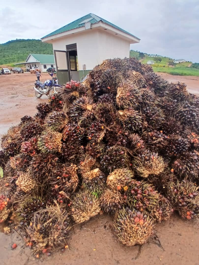 Mid-term review ongoing. Lessons learnt and innovations shall guide the project improvement and implementation within the project areas.
#oilpalm