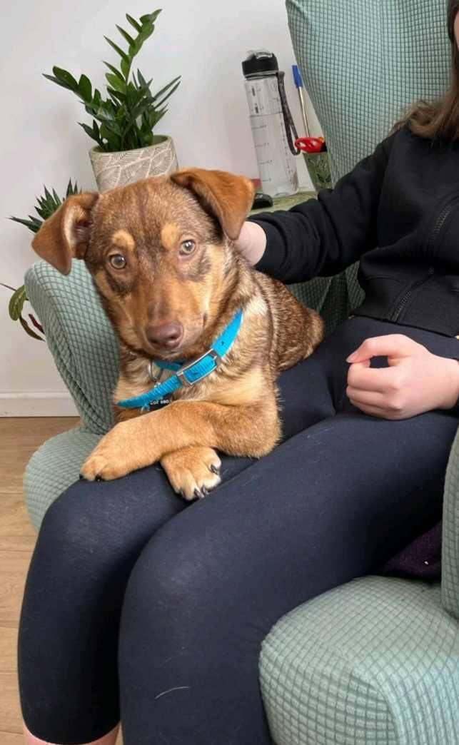 6 month old Ginger is in foster in #Essex  He really wants to be fussed and loved, but his wariness can make him shy away. If he is picked up and given fuss on a lap, he will relax and has dropped off
finalstoprescue.co.uk
#Colchester #Chelmsford #Southend #CLACTON #Ilford