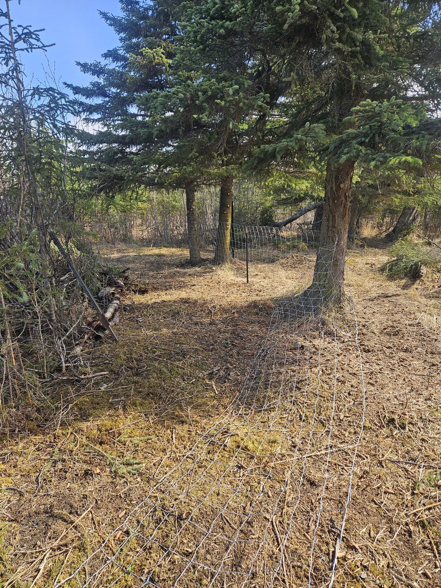Pig perimeter fencing (exterior predator, not inner pig fence) continues. We're using trees where we can.