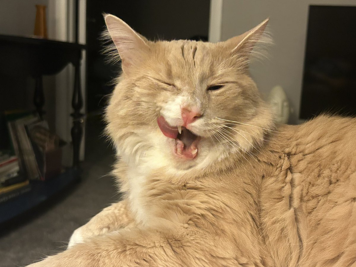 ShrimpTeddy's tweet image. Sup cute stuff 😉
