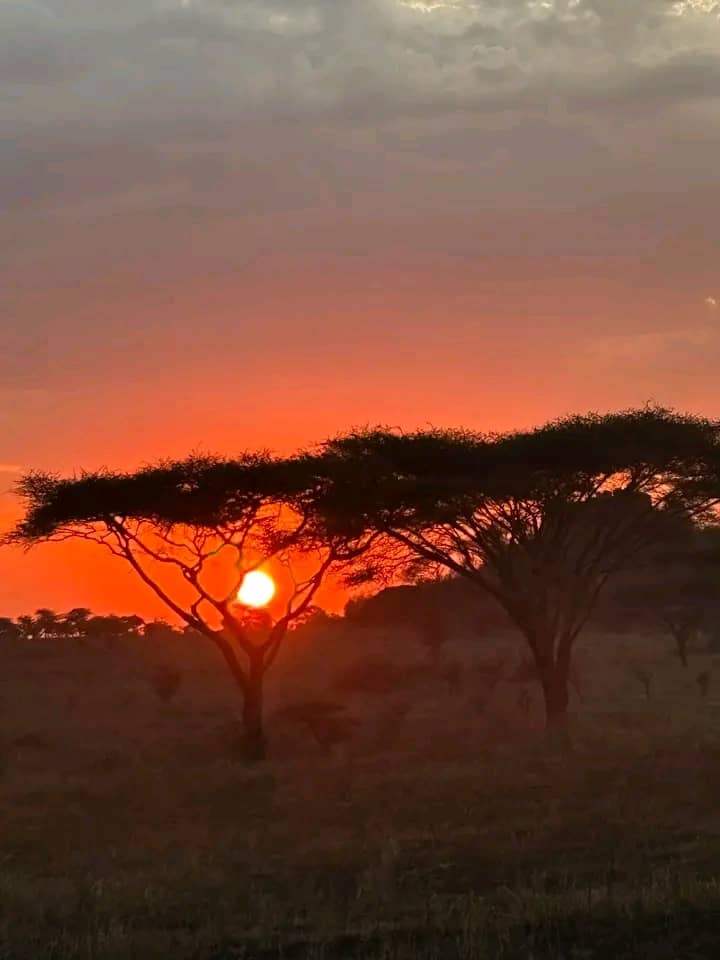 Super evening in Tarangire N.P

Lovely sunset☀️