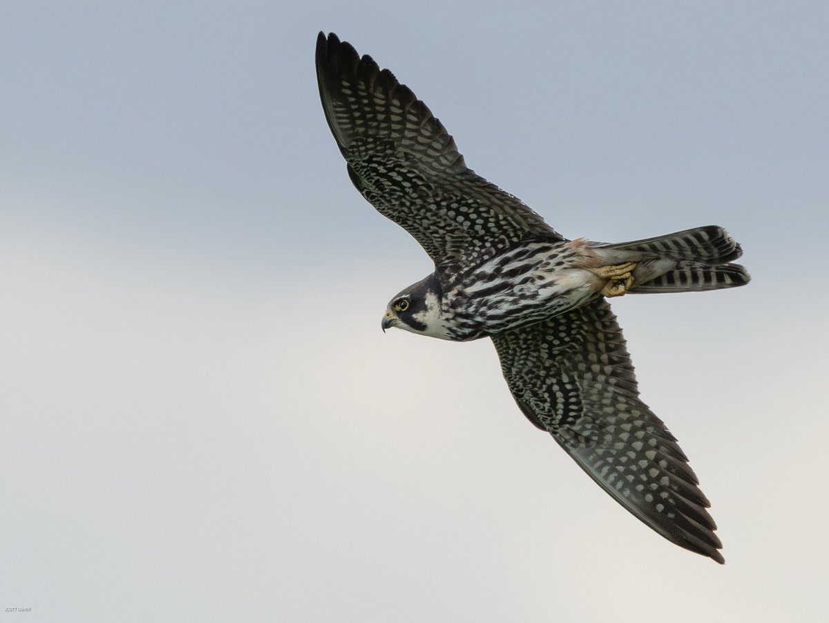 Scott Usher (@sstanpit) on Twitter photo Plenty of Hobbies moving through Dorset today , this fly by was very welcome today. <a href="/DorsetBirdClub/">Dorset Bird Club</a> <a href="/DorsetWildlife/">Dorset Wildlife Trust</a> <a href="/SightingDOR/">Dorset Wildlife Spot</a> <a href="/_BTO/">BTO</a> <a href="/CHOG_birds/">CHOG</a> Plenty of Hobbies moving through Dorset today , this fly by was very welcome today. <a href="/DorsetBirdClub/">Dorset Bird Club</a> <a href="/DorsetWildlife/">Dorset Wildlife Trust</a> <a href="/SightingDOR/">Dorset Wildlife Spot</a> <a href="/_BTO/">BTO</a> <a href="/CHOG_birds/">CHOG</a>