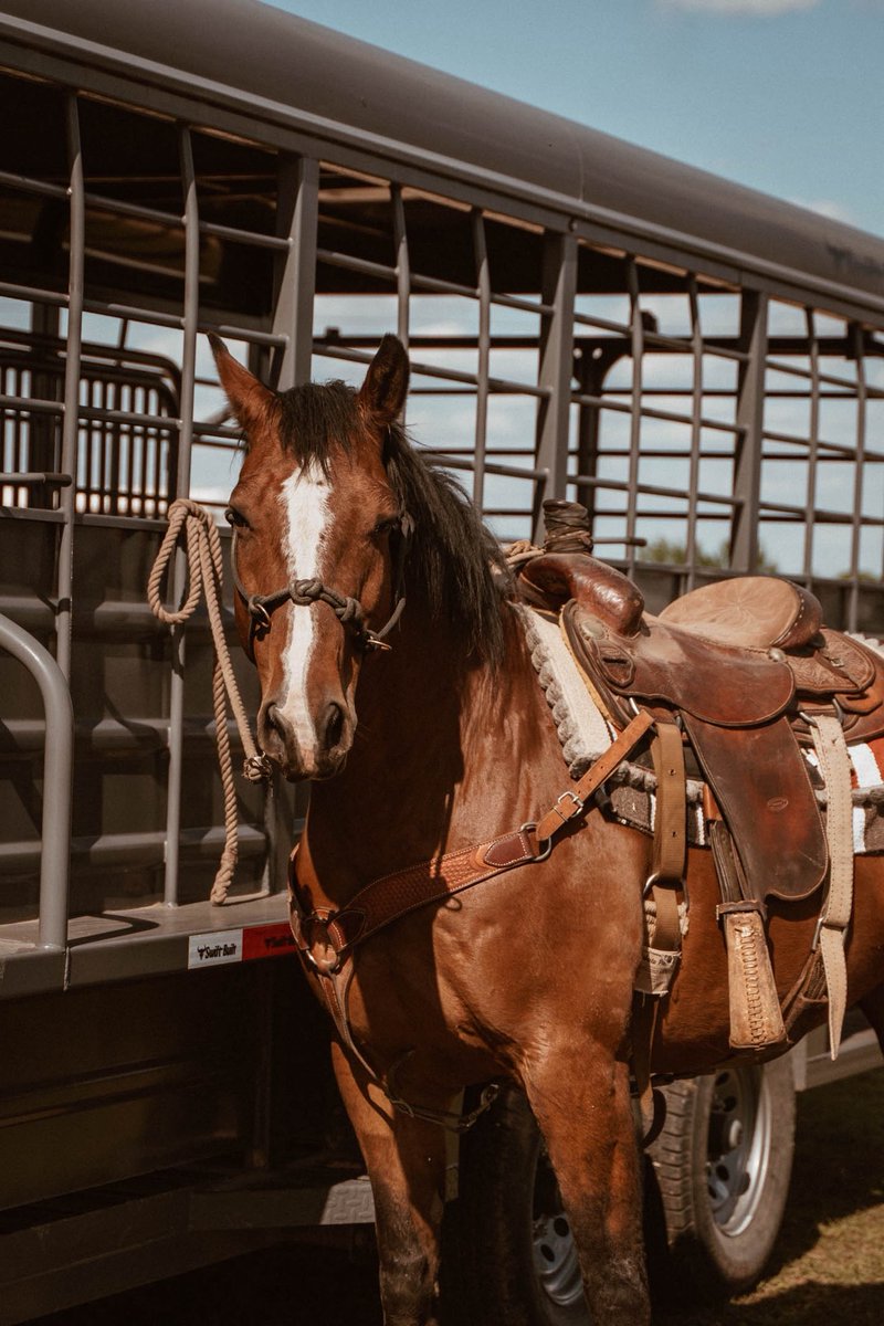 PSA: I got my old horse Hitch back, that is all.