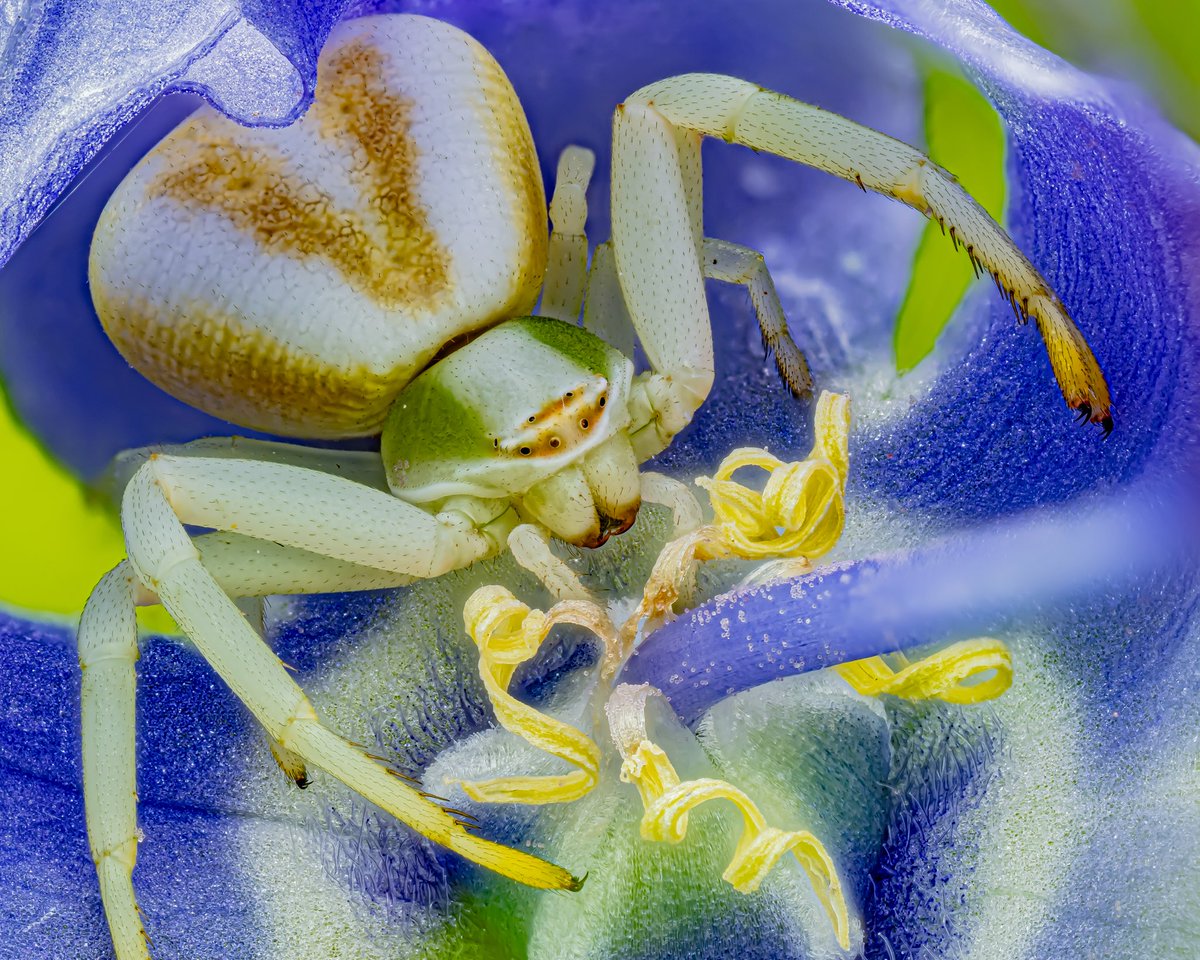Hiding among the bellflowers, a Whitebanded Crab Spider (Misumenoides formosipes) waits for a meal to come her way. This was from last year, but we should be seeing some wee babies here soon!