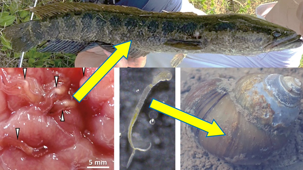 Azygia hwangtsiyui is a trematode fluke which has been introduced into Japan along with its snakehead fish host. 
This study reports on the life cycle of this parasite in Japan, and the types of host animals which are involved in its transmission.
cambridge.org/core/journals/…