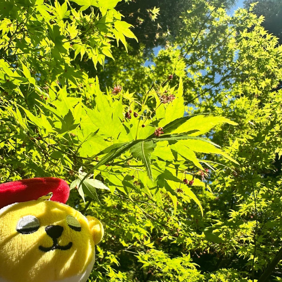 天気が良いのでお散歩したらカエデの葉っぱが新緑できれいでした☘️よく見ると赤い小さな花が咲いていたヨ。
今まで気づかなかったメー🐑
#新緑 #カエデ #楓 #お散歩 #スシズー #スシメー #sushizoo #susheep #ぬい撮り #ぬいぐるみ